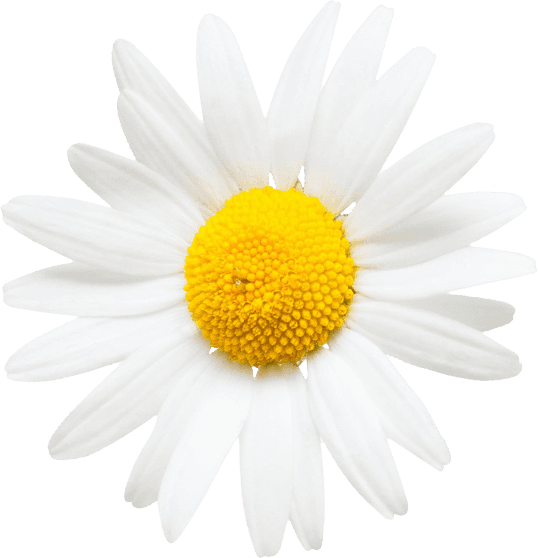 Background Flower
